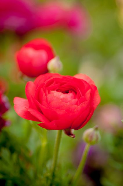 Bright red ranunculus