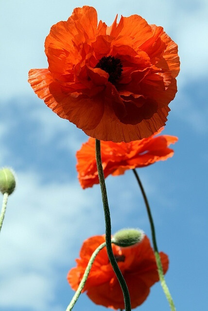 Amazing Towering Poppies!