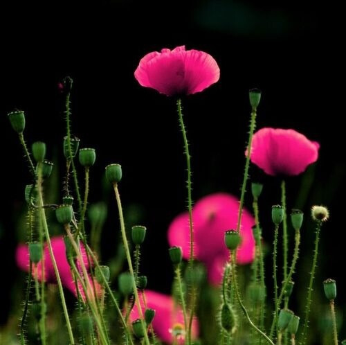 Poppies