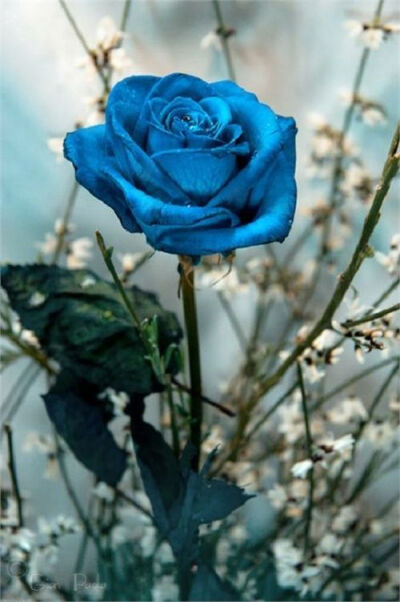 Beautiful Blue Rose