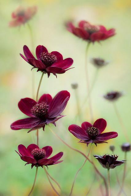 Chocolate cosmos.