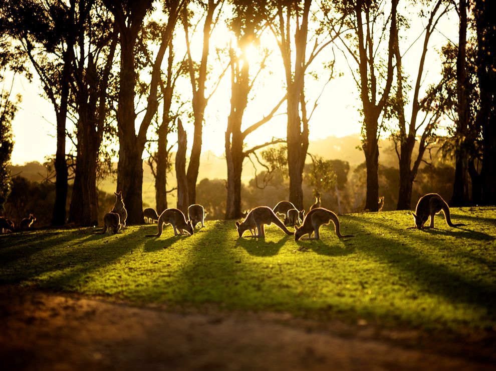 澳大利亚菲利普岛野生动物公园，冬天的落日中，袋鼠聚集在一起休息和吃草。