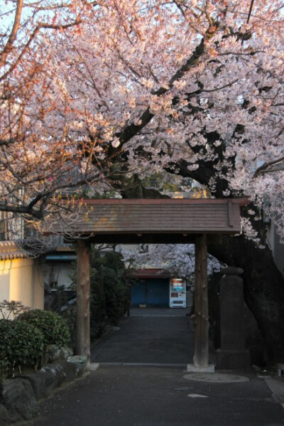 日本「目黒川」的樱花