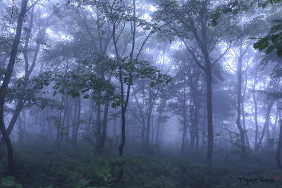 Photograph misty forest by Tiger Seo on 500px