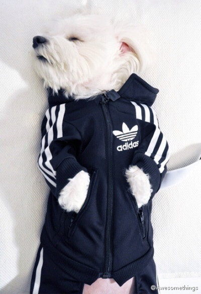 穿Adidas original运动衫的doggy