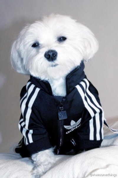 穿Adidas original运动衫的doggy