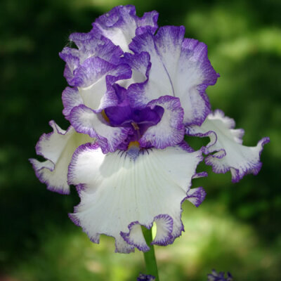 Iris germanica