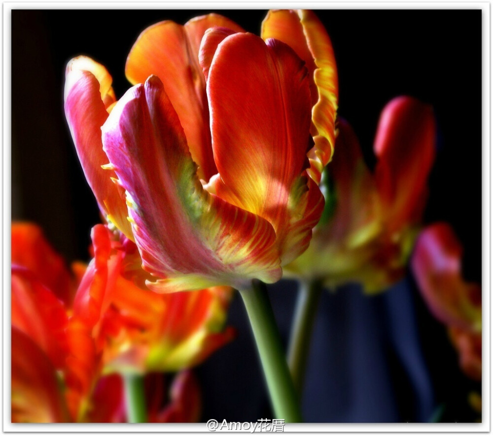 Parrot tulips 郁金香中的一个大类【鹦鹉郁金香】，花如其名，片片花瓣就像是鸟类的羽毛，有各式各样鲜艳丰富的色彩。开到灿烂时，仿佛随时都会飞起来。