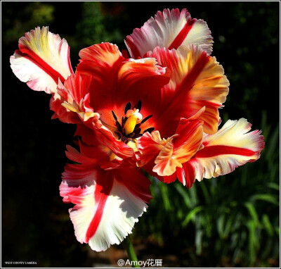 Parrot tulips 郁金香中的一个大类【鹦鹉郁金香】，花如其名，片片花瓣就像是鸟类的羽毛，有各式各样鲜艳丰富的色彩。开到灿烂时，仿佛随时都会飞起来。