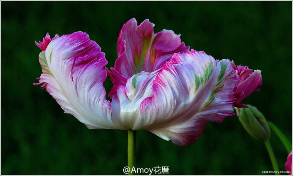 Parrot tulips 郁金香中的一个大类【鹦鹉郁金香】，花如其名，片片花瓣就像是鸟类的羽毛，有各式各样鲜艳丰富的色彩。开到灿烂时，仿佛随时都会飞起来。