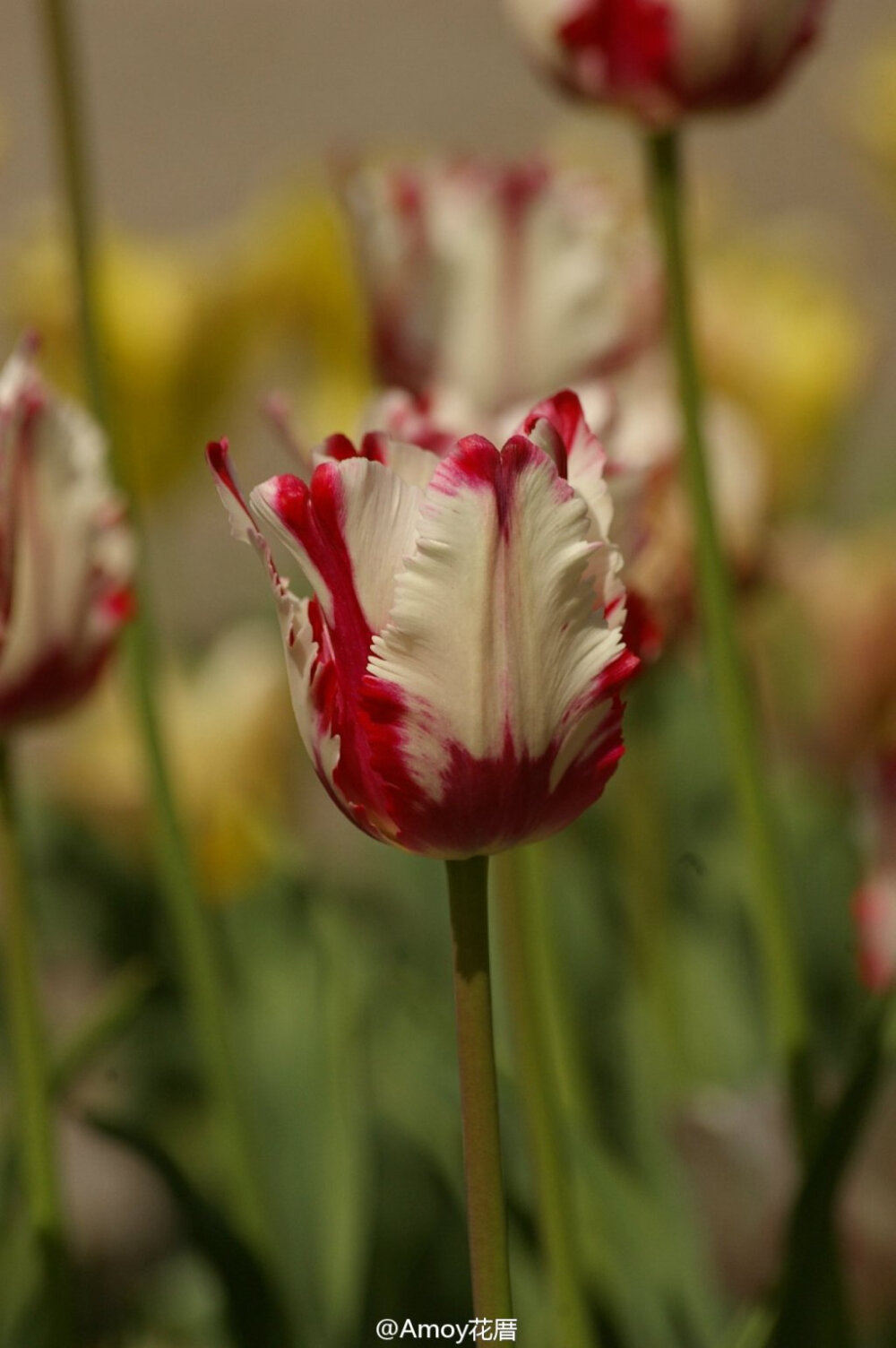 Parrot tulips 郁金香中的一个大类【鹦鹉郁金香】，花如其名，片片花瓣就像是鸟类的羽毛，有各式各样鲜艳丰富的色彩。开到灿烂时，仿佛随时都会飞起来。