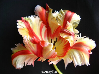 Parrot tulips 郁金香中的一个大类【鹦鹉郁金香】，花如其名，片片花瓣就像是鸟类的羽毛，有各式各样鲜艳丰富的色彩。开到灿烂时，仿佛随时都会飞起来。