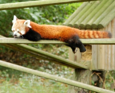 小熊猫（Red Panda），又名猫熊、红猫熊、火狐。