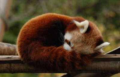 小熊猫（Red Panda），又名猫熊、红猫熊、火狐。