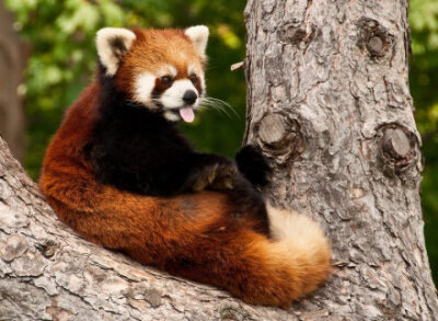 小熊猫（Red Panda），又名猫熊、红猫熊、火狐。
