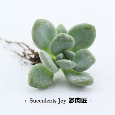 冬美人 Pachyveria pachyphytoides 景天科厚叶草属，也叫东美人。较之桃美人叶片稍长，叶尖稍尖， 喜温暖干燥和阳光充足的环境。不耐寒及夏季湿热天气，无明显休眠期，保持充足阳光。夏季应适当遮荫，需少量给水，若…