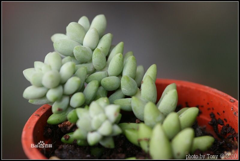 新玉缀Sedum burrito（Sedum morganianum var. burrito）——景天科景天属（佛甲草属），原产于墨西哥，又名新玉串、维州景天。有学者认为是玉缀的变种。叶片不弯曲，叶端圆形，长度约1.5㎝。叶片特征与玉缀差异大，所以多数人认为是不同种。植株匍匐生长，亦可悬挂培，强光下叶片生长致密，会更加美观。