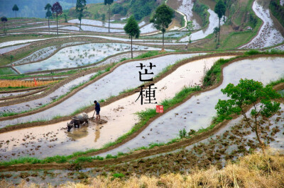 芒种：螳螂生、鵙始鸣、反舌无声