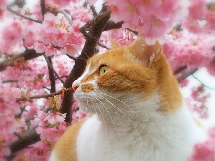 樱花和猫。