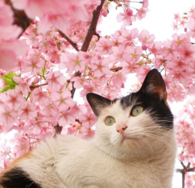 樱花和猫。