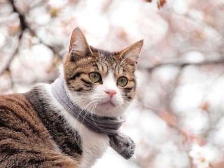 樱花和猫。