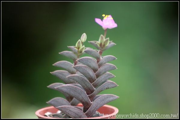 "重扇(Tradescantia navicularis) ，鸭跖草科重扇属植物。原产秘鲁北部。多年生肉质草本，茎匍匐或平卧，分节，触地节间即生根。叶三角状船形，上下叶常重叠，正面灰绿色背面略呈紫色，1—2厘米长，密被细毛，叶缘有睫毛状纤毛。假伞房花序，花玫瑰红色。 重扇繁殖容易，株形紧凑小巧，是室内小型盆栽的理想种类，也可组装盆景。 除冬季外应在半阴条件下栽培，要求较高的空气湿度。繁殖用分株或扦插。"