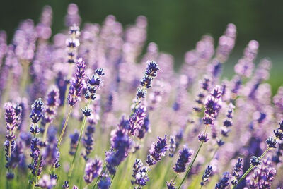 Untitled (lavender) | Flickr - Photo Sharing!