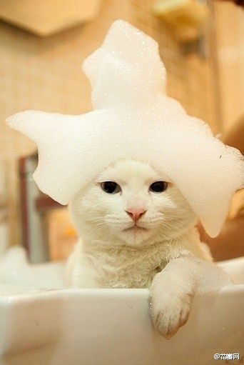 #花瓣精选#超治愈系列画板白貓の世界→http://t.cn/zH1T1SR雪白色的喵星人，毛色如雪，慵懒或活泼，都看来如此清澈高远，无限迷人！