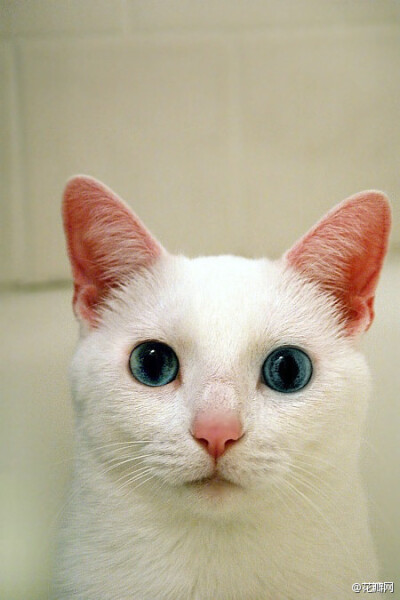 #花瓣精选#超治愈系列画板白貓の世界→http://t.cn/zH1T1SR雪白色的喵星人，毛色如雪，慵懒或活泼，都看来如此清澈高远，无限迷人！