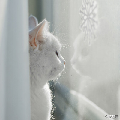 #花瓣精选#超治愈系列画板白貓の世界→http://t.cn/zH1T1SR雪白色的喵星人，毛色如雪，慵懒或活泼，都看来如此清澈高远，无限迷人！