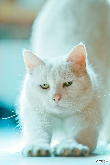 #花瓣精选#超治愈系列画板白貓の世界→http://t.cn/zH1T1SR雪白色的喵星人，毛色如雪，慵懒或活泼，都看来如此清澈高远，无限迷人！
