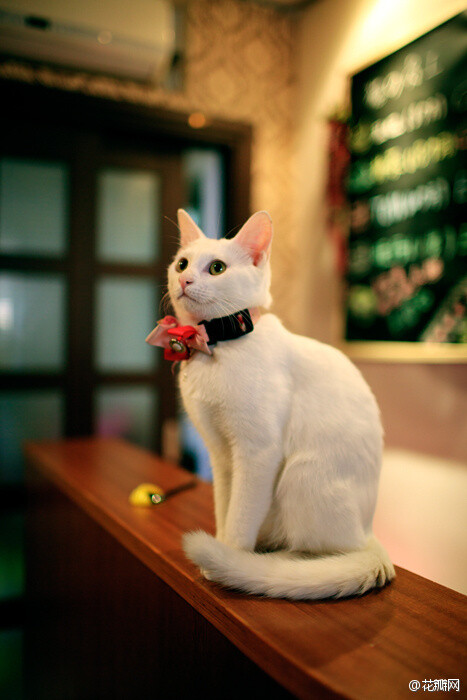 #花瓣精选#超治愈系列画板白貓の世界→http://t.cn/zH1T1SR雪白色的喵星人，毛色如雪，慵懒或活泼，都看来如此清澈高远，无限迷人！