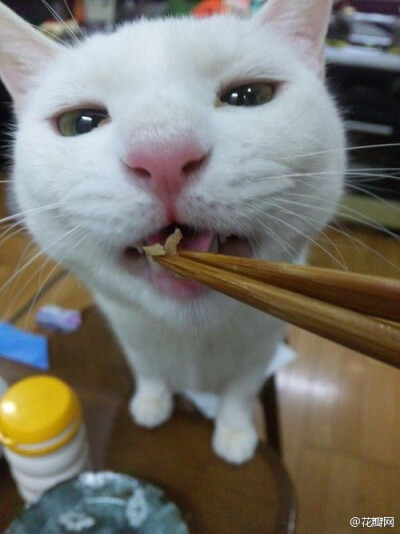 #花瓣精选#超治愈系列画板白貓の世界→http://t.cn/zH1T1SR雪白色的喵星人，毛色如雪，慵懒或活泼，都看来如此清澈高远，无限迷人！