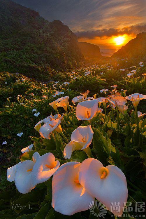 尚品居-Calla Lily Valley, Big Sur by Yan Photography