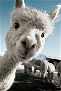 How adorable! Happy and curious alpaca.