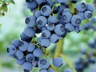 Garden blogger Marianne Canada offers tips for how to grow delicious blueberries in your home garden.
