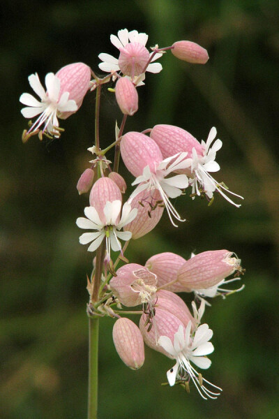 Pink Campion by Frank Townsley