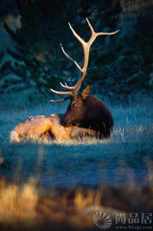 尚品居-Relaxing In The Morning Light Of Autumn by John De Bord Phot