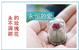 小王子的玫瑰花