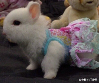 一见这只小白兔我就满心欢喜~