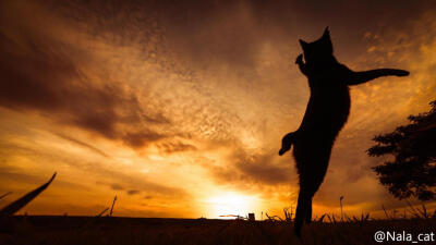 天空下的猫。Photos come from Seiji in 500PX.