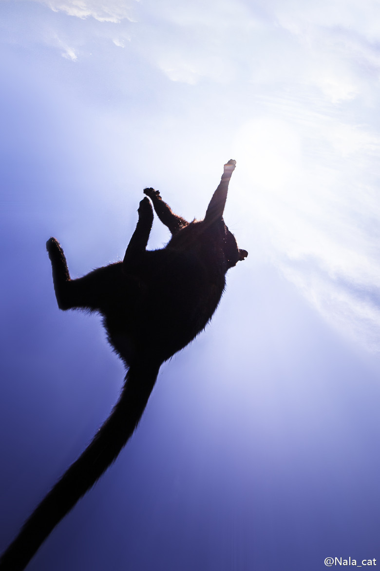 天空下的猫。Photos come from Seiji in 500PX.