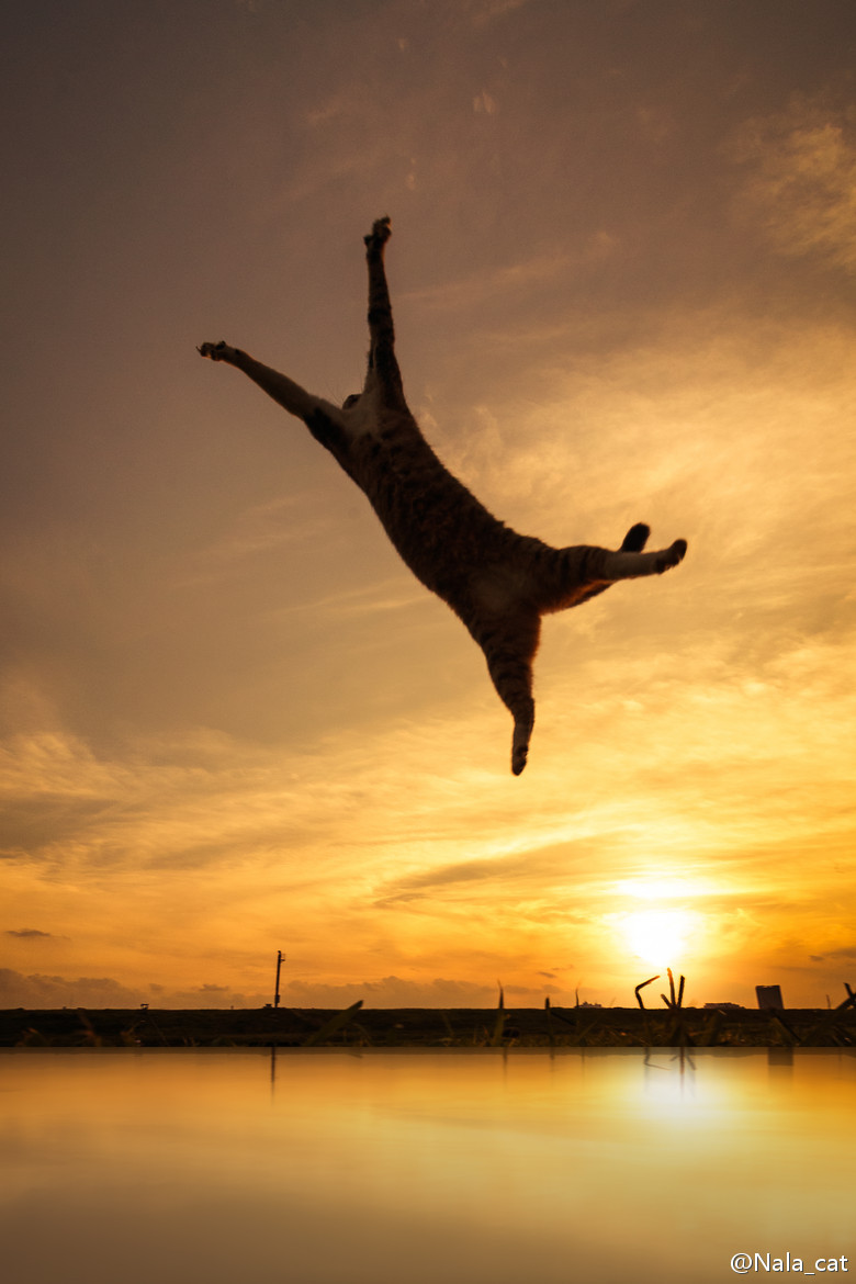 天空下的猫。Photos come from Seiji in 500PX.