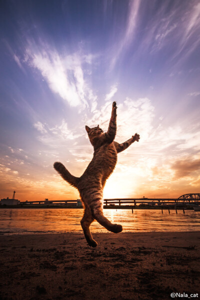 天空下的猫。Photos come from Seiji in 500PX.