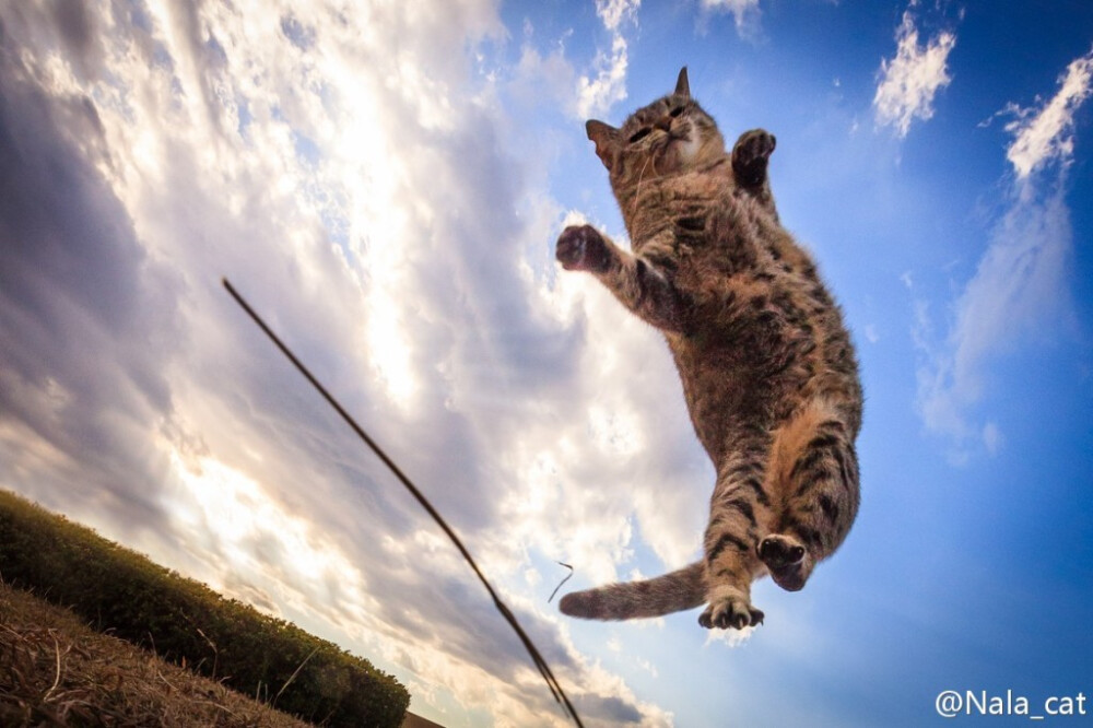 天空下的猫。Photos come from Seiji in 500PX.