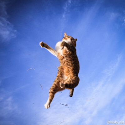 天空下的猫。Photos come from Seiji in 500PX.