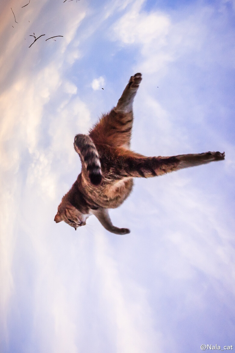 天空下的猫。Photos come from Seiji in 500PX.