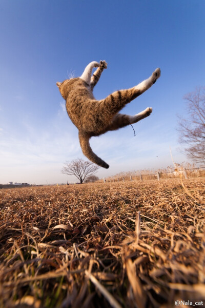 天空下的猫。Photos come from Seiji in 500PX.