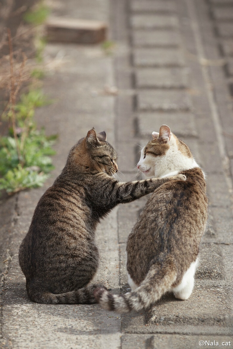 Seiji家猫咪的真身~~请大家放心，猫咪没有被虐待。 Photos come from Seiji in 500PX.