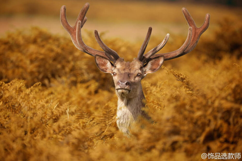 BY mark bridger